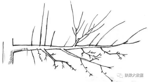 苹果树旺枝、壮枝、弱枝冬剪有招