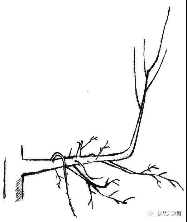 苹果树旺枝、壮枝、弱枝冬剪有招