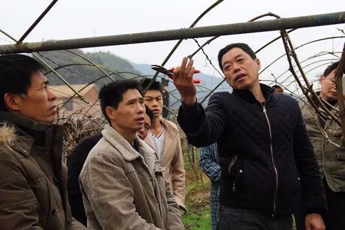 葡萄树冬季修剪现场讲解(视频)