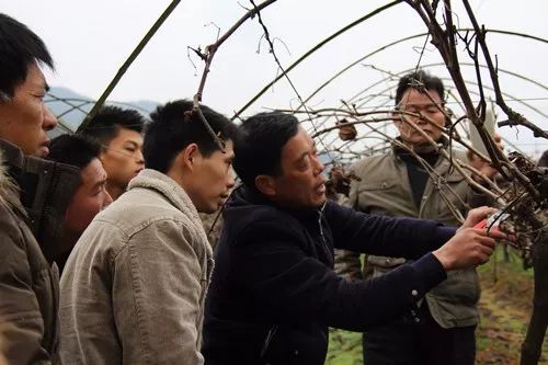 葡萄树冬季修剪现场讲解(视频)