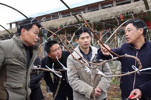 葡萄树冬季修剪现场讲解(视频)