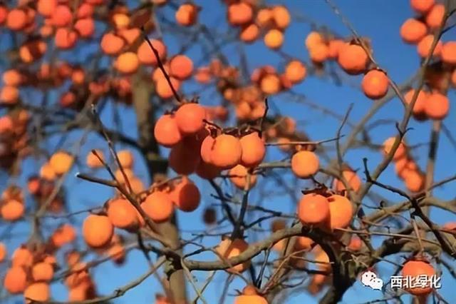 柿子的脱涩方法
