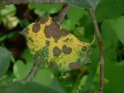 苹果树27种病虫害防治“参考书”