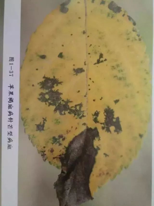 苹果树27种病虫害防治“参考书”