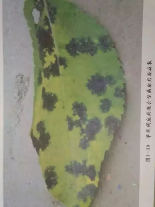 苹果树27种病虫害防治“参考书”