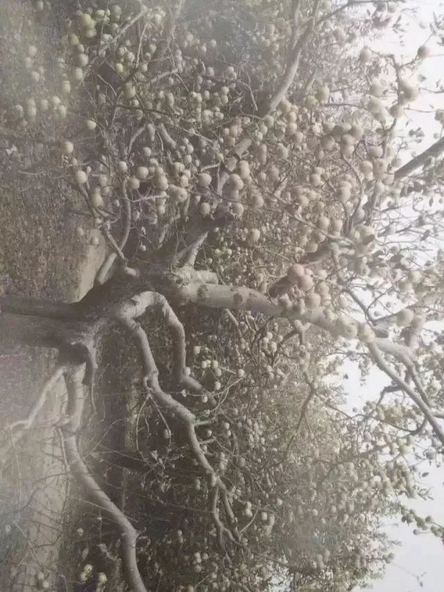 苹果树27种病虫害防治“参考书”