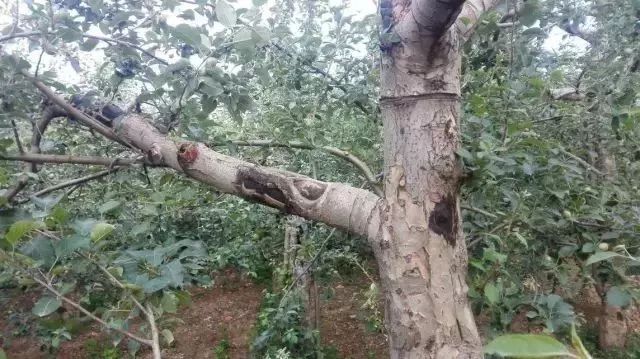 苹果树27种病虫害防治“参考书”