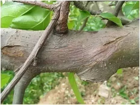 苹果树27种病虫害防治“参考书”