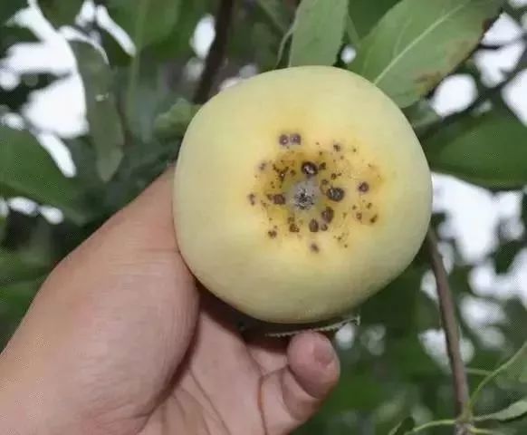 苹果树27种病虫害防治“参考书”