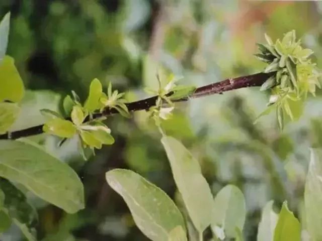 苹果树27种病虫害防治“参考书”