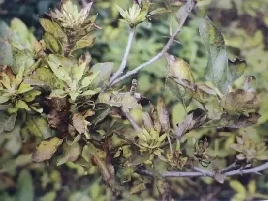 苹果树27种病虫害防治“参考书”
