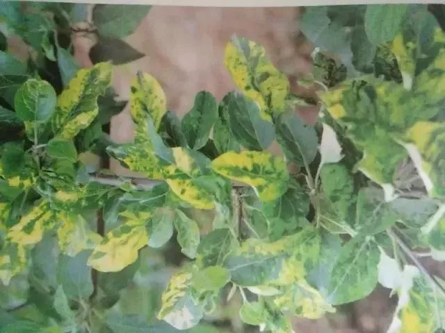 苹果树27种病虫害防治“参考书”