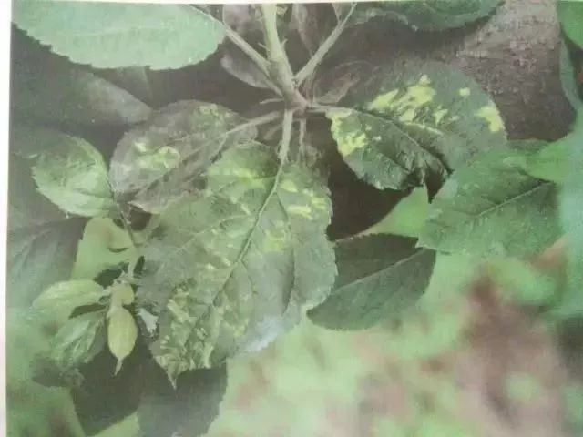 苹果树27种病虫害防治“参考书”