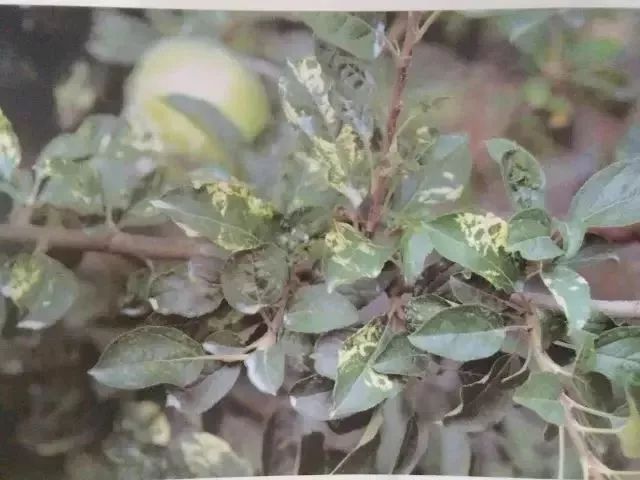 苹果树27种病虫害防治“参考书”