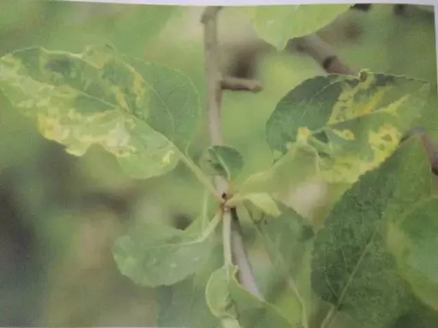 苹果树27种病虫害防治“参考书”