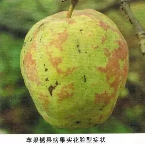 苹果树27种病虫害防治“参考书”