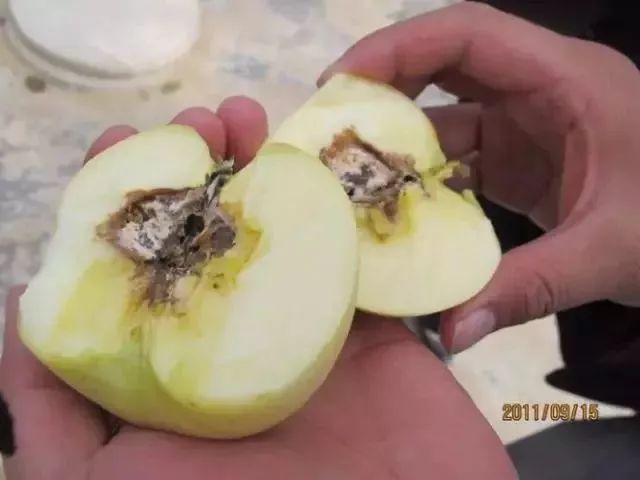 苹果树27种病虫害防治“参考书”