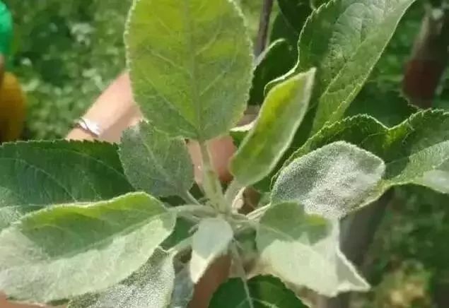 苹果树27种病虫害防治“参考书”