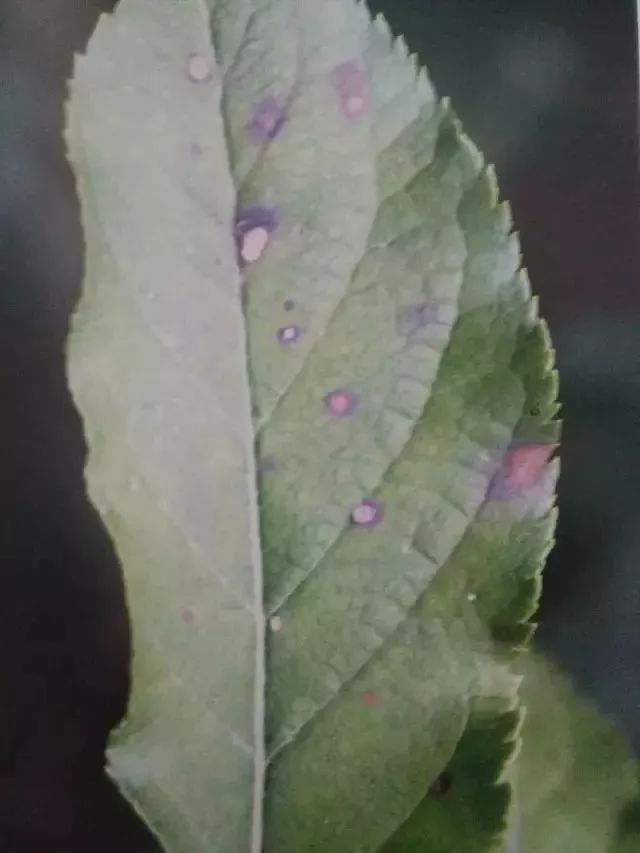 苹果树27种病虫害防治“参考书”