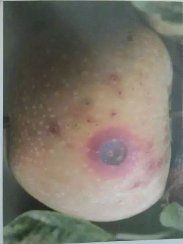 苹果树27种病虫害防治“参考书”
