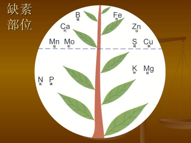 作物缺素典型症状图