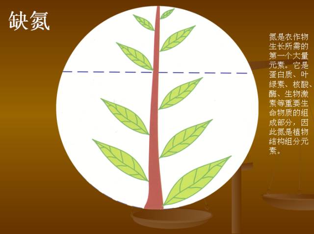 作物缺素典型症状图