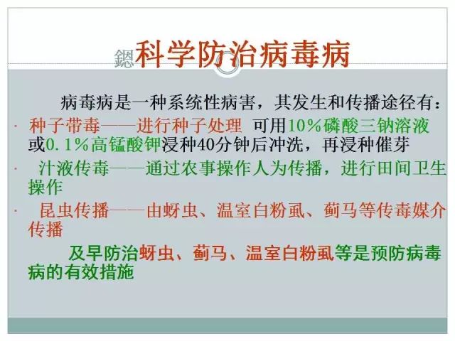 辣椒病虫害高清图谱 解决方案