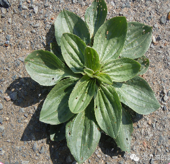 山野菜大全