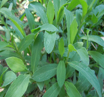 山野菜大全