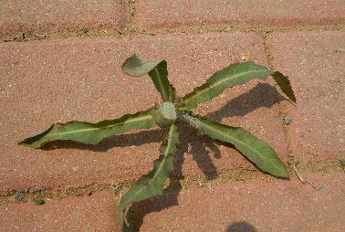 山野菜大全