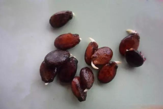 西瓜栽培管理'绝招'