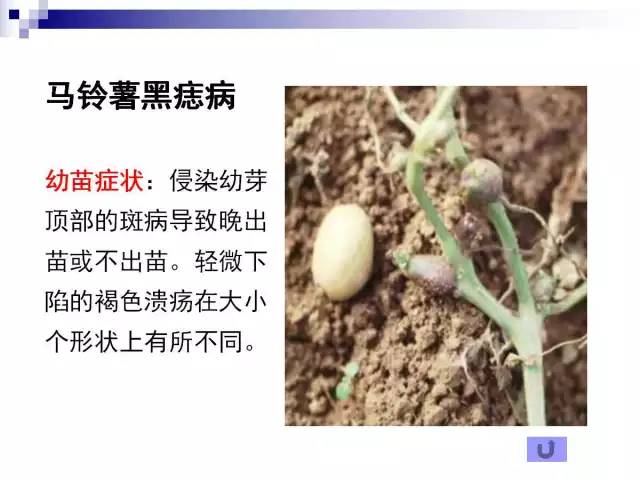 最全的马铃薯病害详解