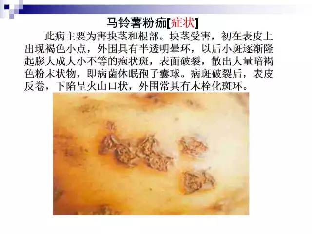最全的马铃薯病害详解