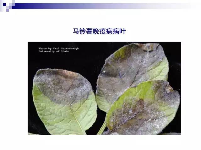 最全的马铃薯病害详解