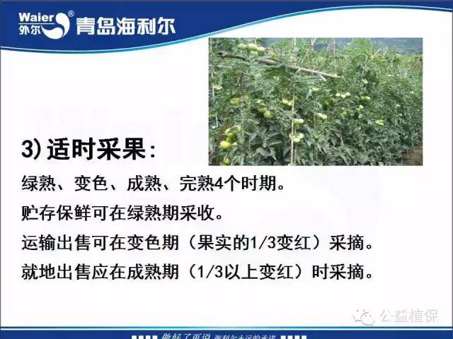 番茄管理解决方案