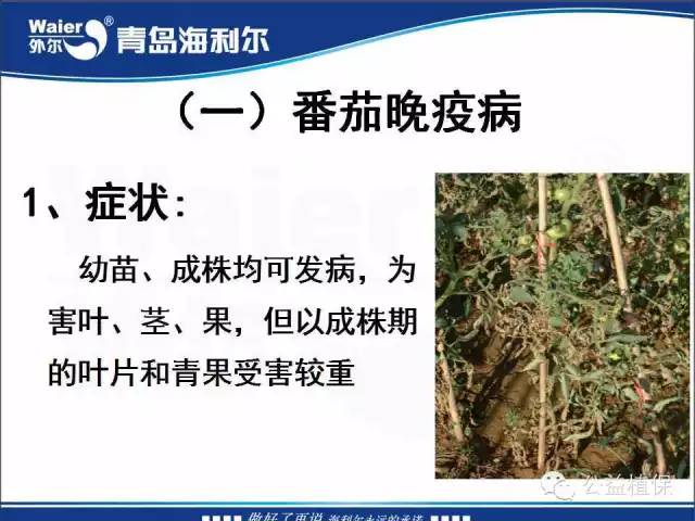 番茄管理解决方案