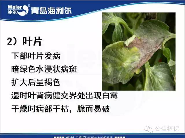 番茄管理解决方案