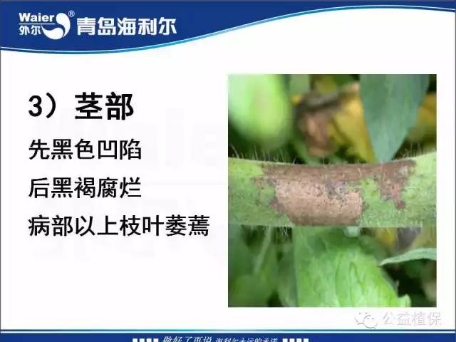 番茄管理解决方案