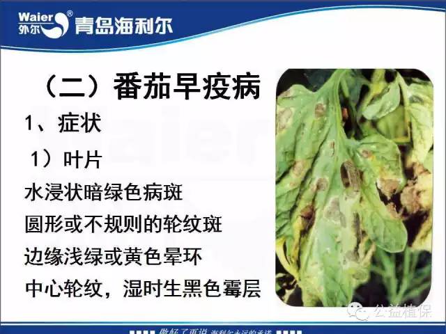 番茄管理解决方案
