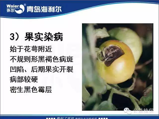 番茄管理解决方案