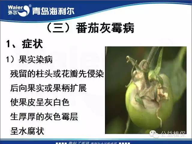 番茄管理解决方案