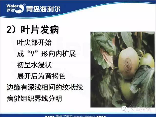 番茄管理解决方案