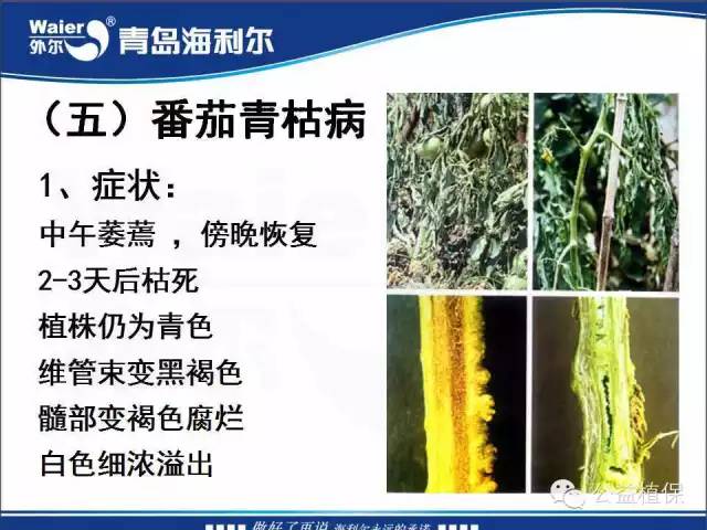 番茄管理解决方案