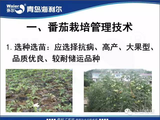 番茄管理解决方案