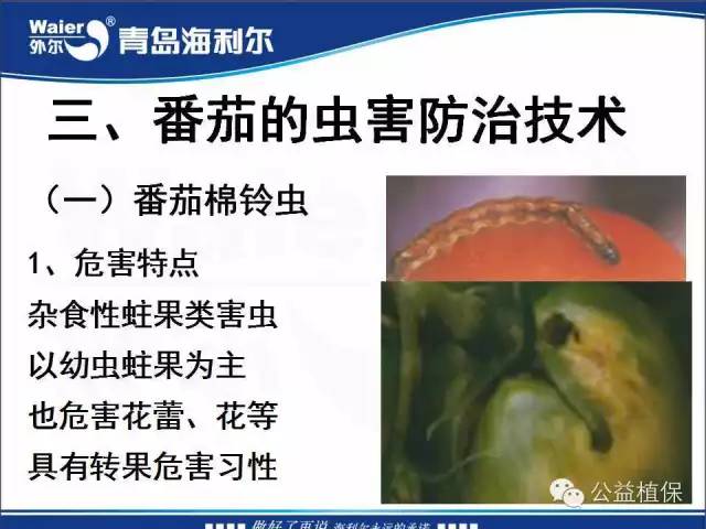 番茄管理解决方案