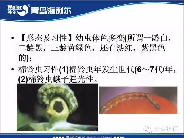 番茄管理解决方案