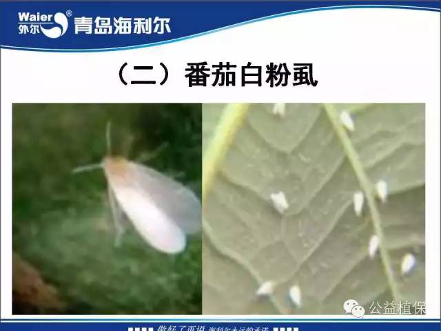 番茄管理解决方案