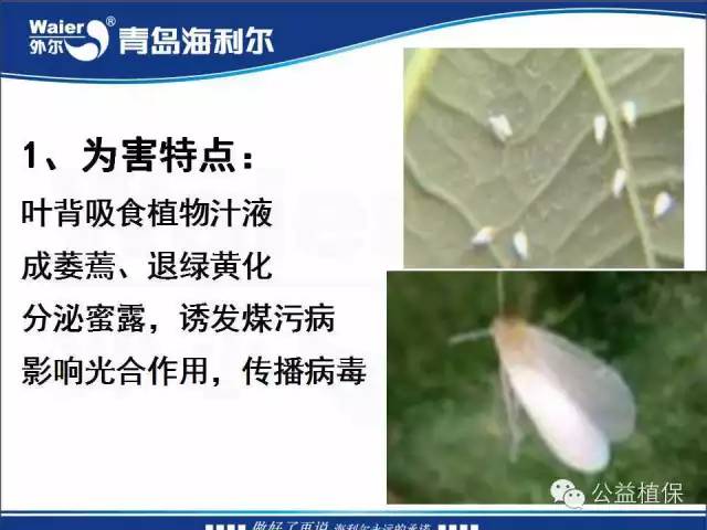 番茄管理解决方案