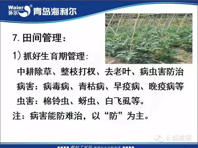 番茄管理解决方案