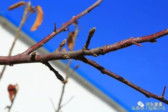 苹果花芽分化的过程和条件